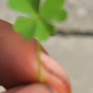 (Lmtyu) let me touch you up