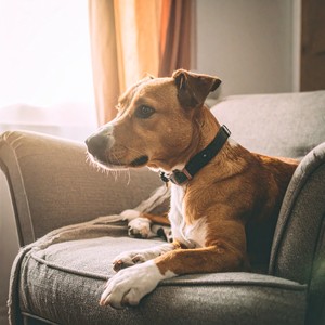 Sonidos Tranquilos De Lofi Para Perros