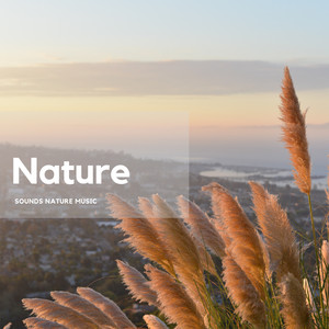 Morning Dew and Forest Birds Awakening