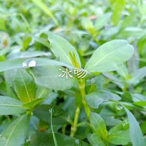 不要在我寂寞的时候说爱我 (DJ版)