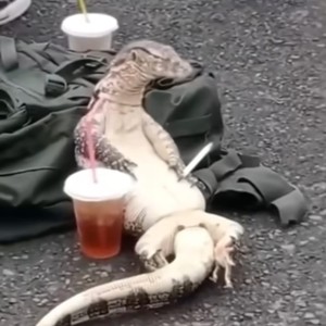 Zaza (ft.bapex) (Explicit)