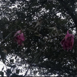 everyromanceremindsmeofyou