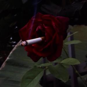 Dead Or Alive (Explicit)