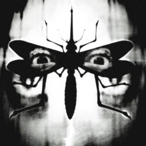 (in)secte (Explicit)