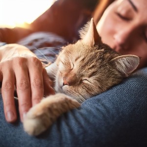 Vibraciones Relajantes Para Gatos