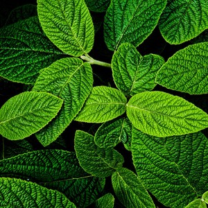 Statues(feat. Yung Van, Guardin & Flowars)