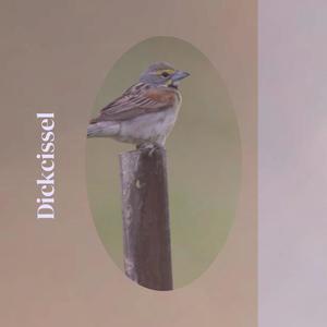 Dickcissel