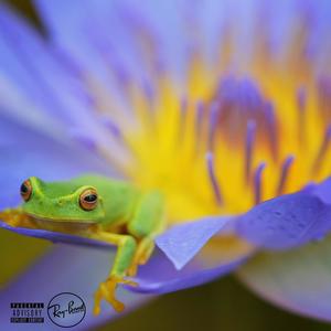 Poison (feat. Bob Narley & LaZiii) (Based Freestyle) (Explicit)