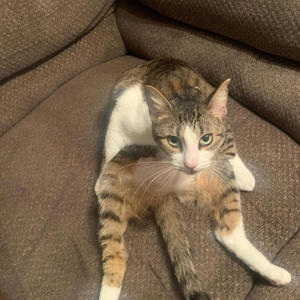 Hunt (feat. Leal) (Explicit)