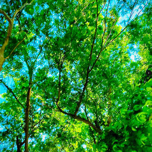 Everybody Knew (Explicit)