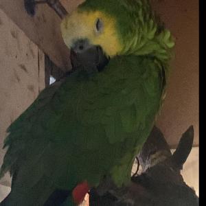 vida de duende hoodtrap rmx