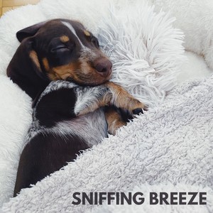 Sniffing Breeze