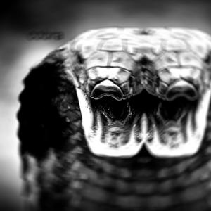 cobra (feat. bevel) (Explicit)