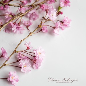 Flores Salvajes (2024 Versión remasterizada)