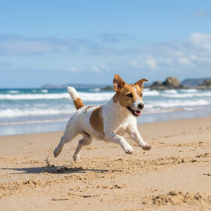 犬が走り出した