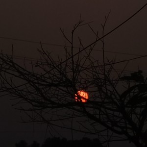 多情种 (如花似梦是我们短暂的相逢)