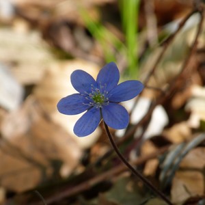 Sconosciuto - Ti Amo Vita Mia