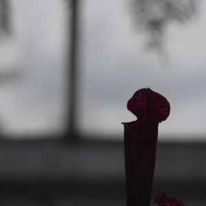 Anxious (Prod. Tülpa)