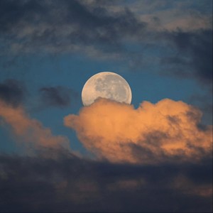 The King（僵王小曲）