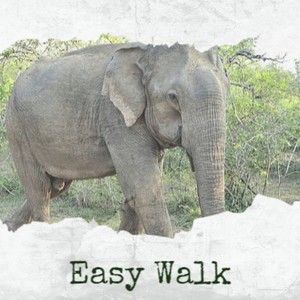 Easy Walk