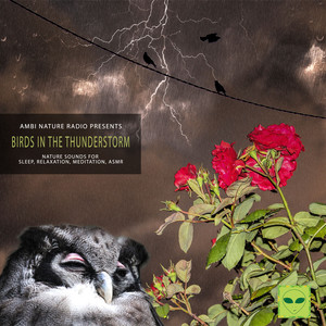 Heavy Thunderstorm and Rain Sounds for Relaxing