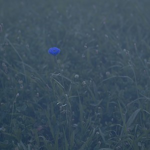 青い花 (feat. 北村蕗)