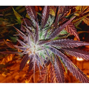 LB'S (feat. DEAD MIC) (Explicit)