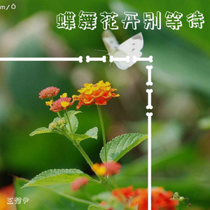 蝶舞花开别等待