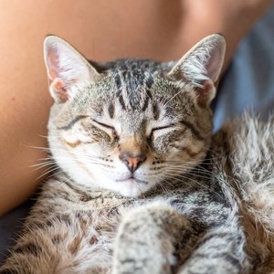 Vibraciones Para Gatos Somnolientos