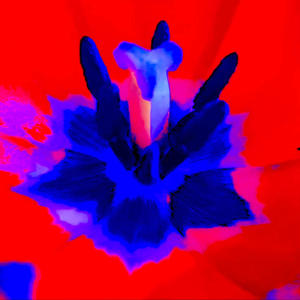 Machine Bugs (Acoustic)