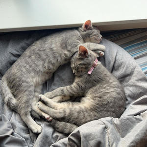 pressure (extended|Explicit)