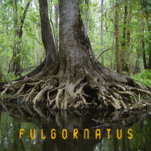 Fulgornatus