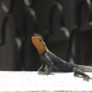 Le sourire de mon rêve