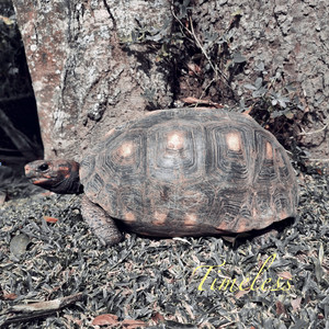 A Dança de Vishnu e Shiva