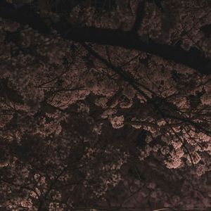 moonlit sakura
