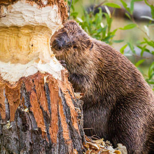 Is This Getting Old?