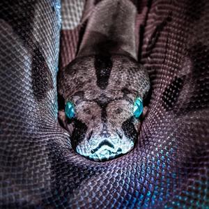 Cobra(feat. Radyar & Hosein zippo) (Remix|Explicit|second version)