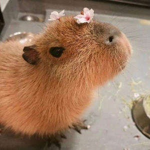 capybara (Explicit)