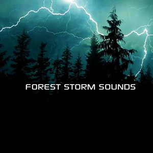 Forest Storm Sounds