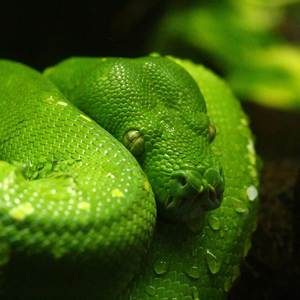 Msg to Dr Dre (Explicit)