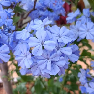 晴晴 - 如果那天她有降落伞