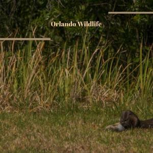 Orlando Wildlife