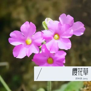 樱花草