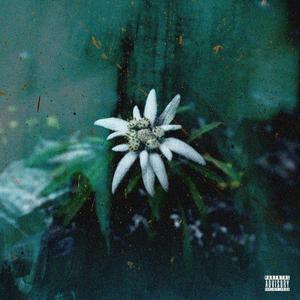 Floare de Colt (Explicit)