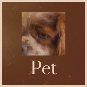 Pet