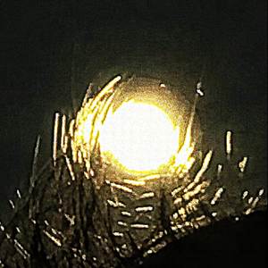 LuZ
