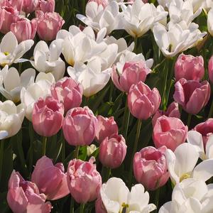 Dolphin (翻自 OH MY GIRL)