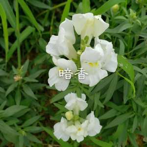 白狐