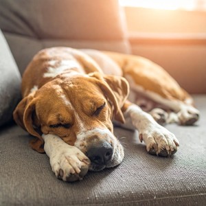 Melodías Pacíficas De Las Patas Intensas