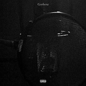 Gerbera (Explicit)